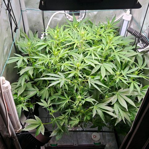 Wedding Cake Auto growlog photo: Heute steht ein Wasserwechsel an und damit die Umstellung auf Blüte-Dünger sowie ein Trimm.