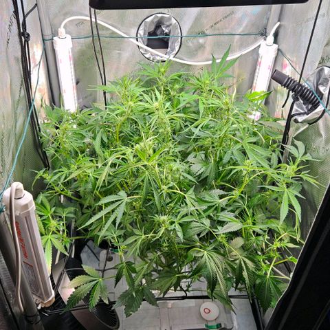 Wedding Cake Auto growlog photo: Nach dem Trimm und dem Wasserwechsel habe ich auch die Seitenzusatzbeleuchtung angeschaltet und das Netz höher gespannt, sowie Ventilatoren, Lampe und Lüftung angepasst. 