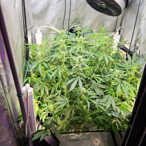 Wedding Cake Auto growlog photo: Heute aufbereitetes Wasser nachgefüllt.