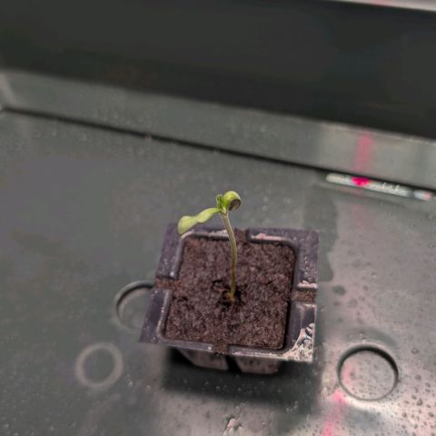 Frosty's Purple Freak  growlog timeline photo