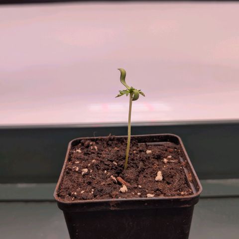 Frosty's Purple Freak  growlog timeline photo
