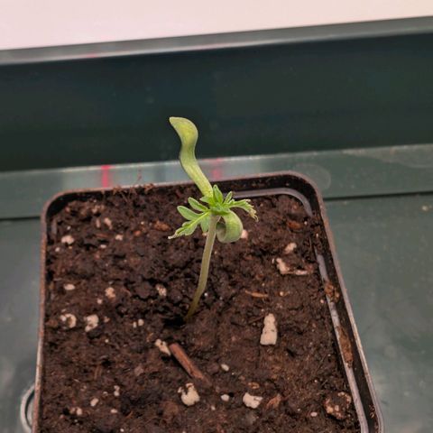 Frosty's Purple Freak  growlog timeline photo
