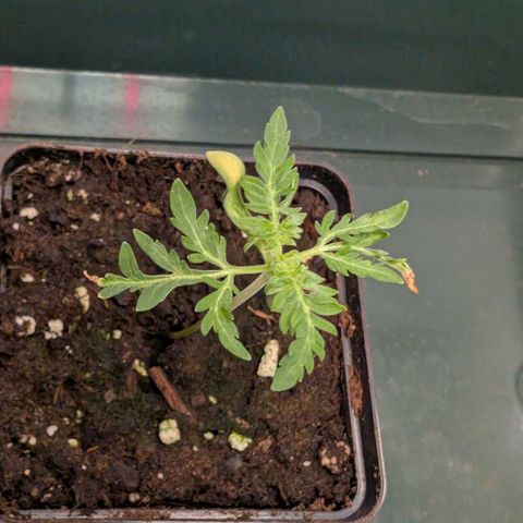 Frosty's Purple Freak  growlog timeline photo