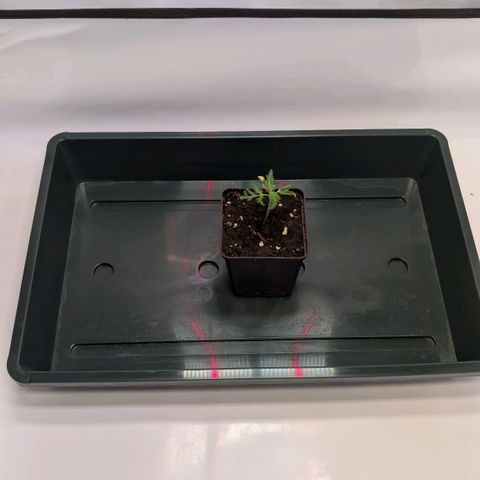 Frosty's Purple Freak  growlog timeline photo