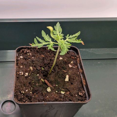 Frosty's Purple Freak  growlog timeline photo