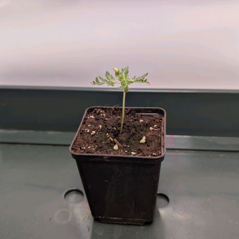 Frosty's Purple Freak  growlog timeline photo