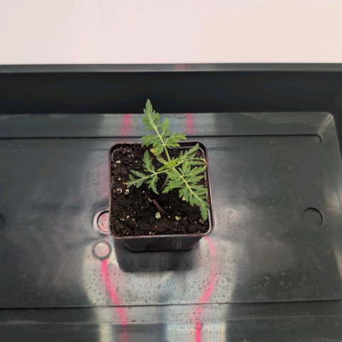 Frosty's Purple Freak  growlog timeline photo