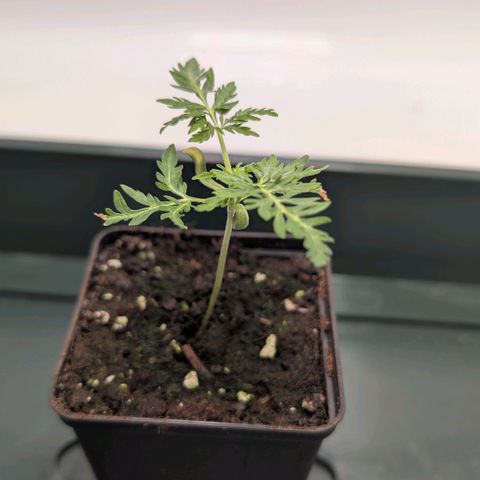 Frosty's Purple Freak  growlog timeline photo