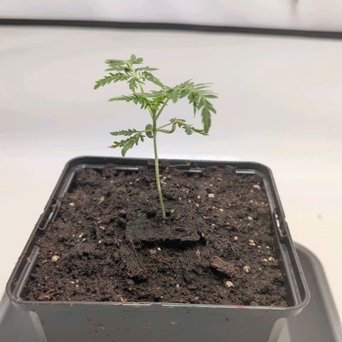 Frosty's Purple Freak  growlog timeline photo