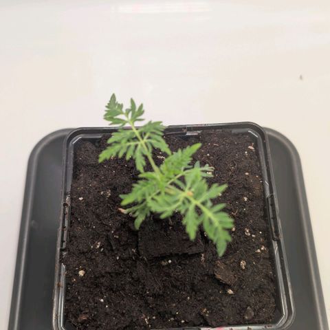 Frosty's Purple Freak  growlog timeline photo