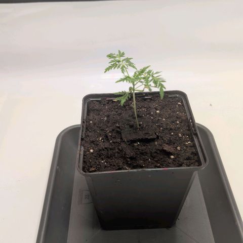 Frosty's Purple Freak  growlog timeline photo