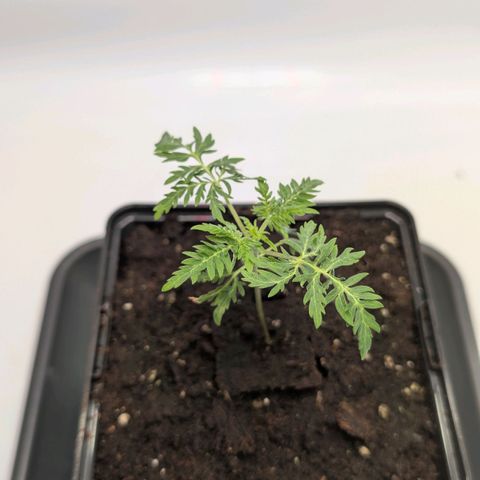 Frosty's Purple Freak  growlog timeline photo