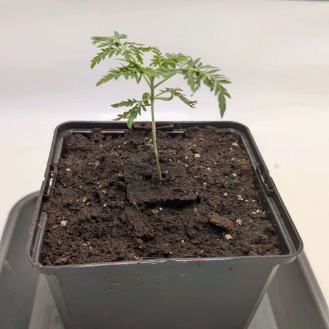 Frosty's Purple Freak  growlog timeline photo