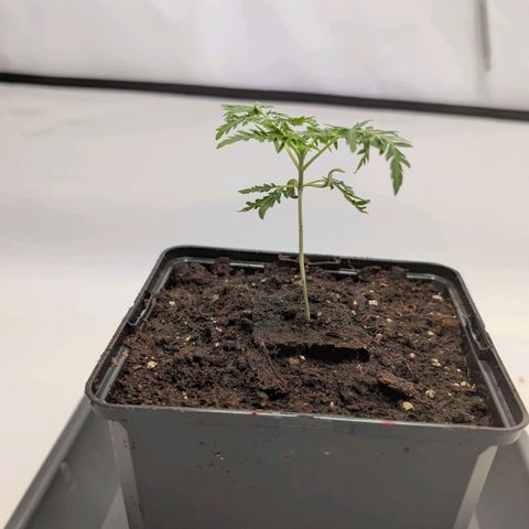 Frosty's Purple Freak  growlog timeline photo