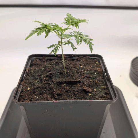 Frosty's Purple Freak  growlog timeline photo