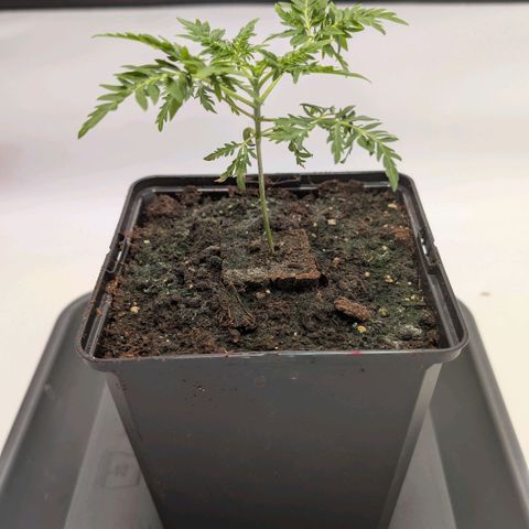 Frosty's Purple Freak  growlog timeline photo