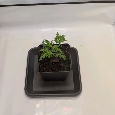 Frosty's Purple Freak  growlog timeline photo