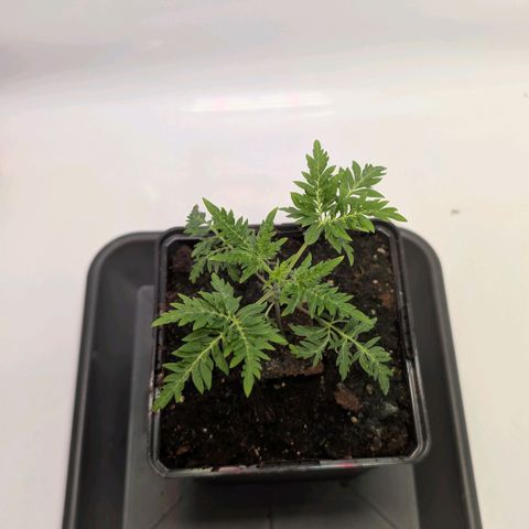 Frosty's Purple Freak  growlog timeline photo
