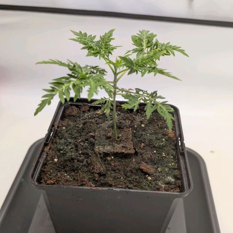 Frosty's Purple Freak  growlog timeline photo