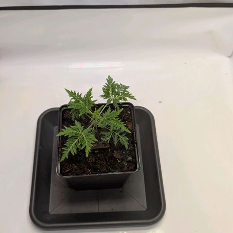 Frosty's Purple Freak  growlog timeline photo