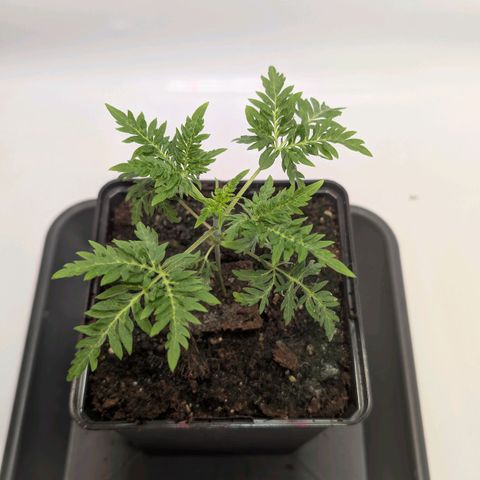 Frosty's Purple Freak  growlog timeline photo