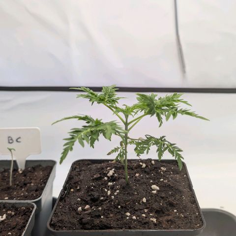 Frosty's Purple Freak  growlog timeline photo
