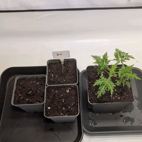 Frosty's Purple Freak  growlog timeline photo