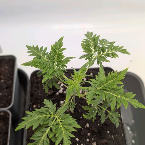 Frosty's Purple Freak  growlog timeline photo