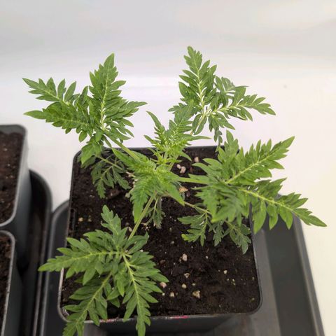 Frosty's Purple Freak  growlog timeline photo