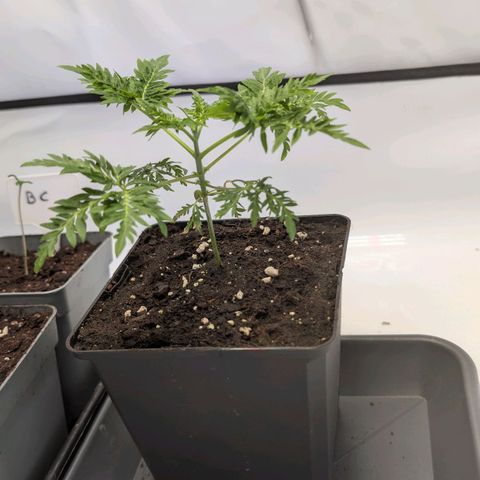 Frosty's Purple Freak  growlog timeline photo