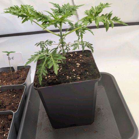 Frosty's Purple Freak  growlog timeline photo
