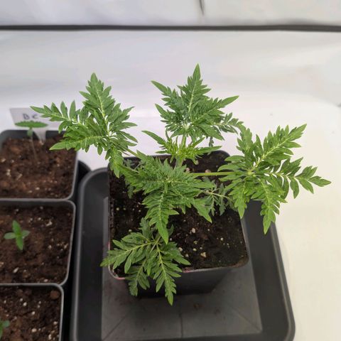 Frosty's Purple Freak  growlog timeline photo
