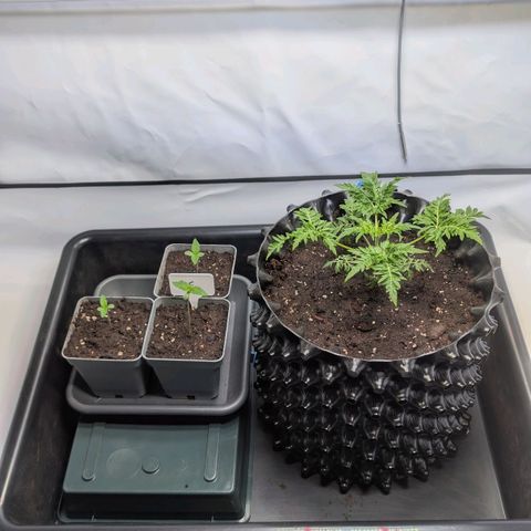 Frosty's Purple Freak  growlog timeline photo