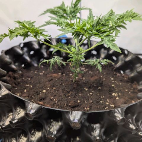 Frosty's Purple Freak  growlog timeline photo