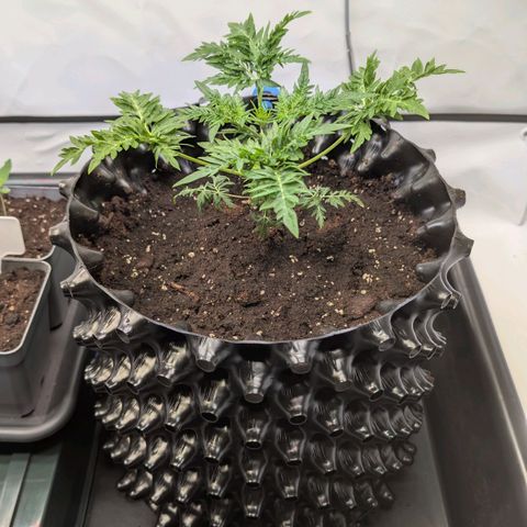 Frosty's Purple Freak  growlog timeline photo