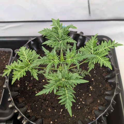 Frosty's Purple Freak  growlog timeline photo