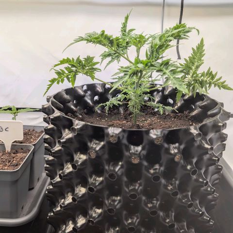 Frosty's Purple Freak  growlog timeline photo