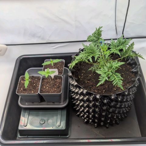 Frosty's Purple Freak  growlog timeline photo