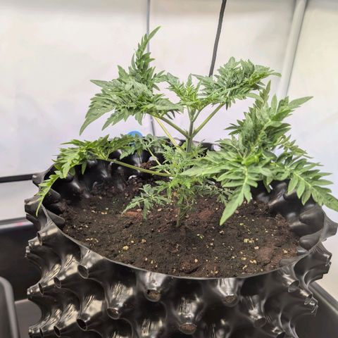 Frosty's Purple Freak  growlog timeline photo