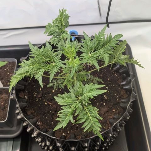 Frosty's Purple Freak  growlog timeline photo