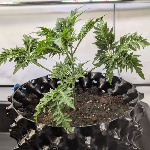 Frosty's Purple Freak  growlog timeline photo