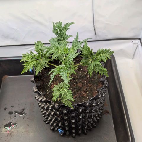 Frosty's Purple Freak  growlog timeline photo