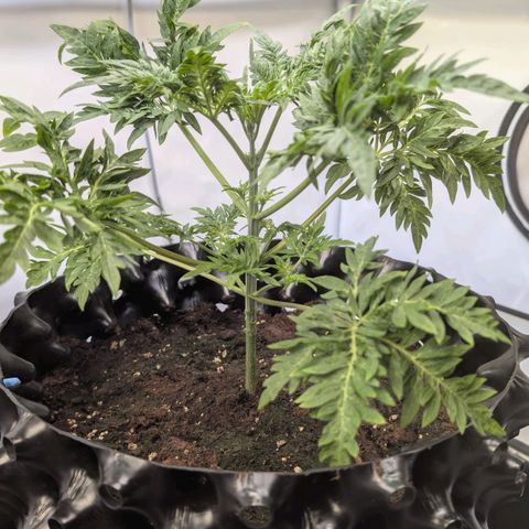 Frosty's Purple Freak  growlog timeline photo