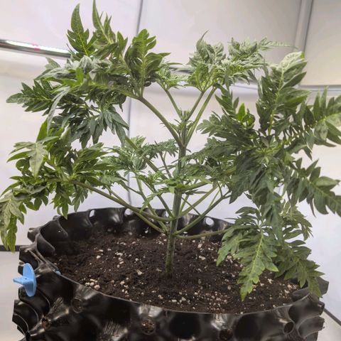 Frosty's Purple Freak  growlog timeline photo