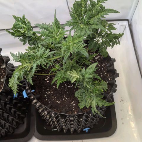Frosty's Purple Freak  growlog timeline photo