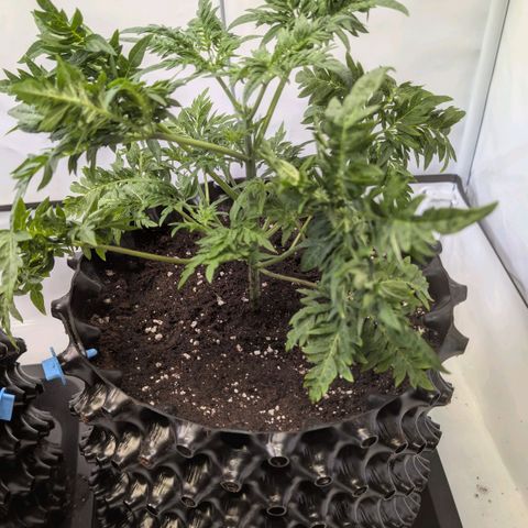 Frosty's Purple Freak  growlog timeline photo