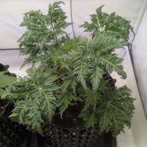 Frosty's Purple Freak  growlog timeline photo