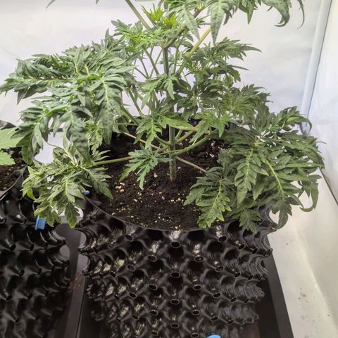 Frosty's Purple Freak  growlog timeline photo