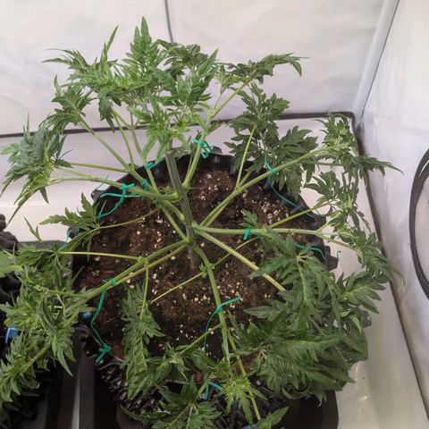 Frosty's Purple Freak  growlog timeline photo
