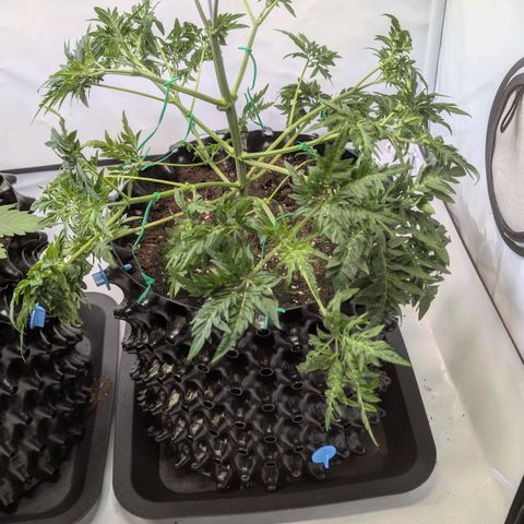 Frosty's Purple Freak  growlog timeline photo